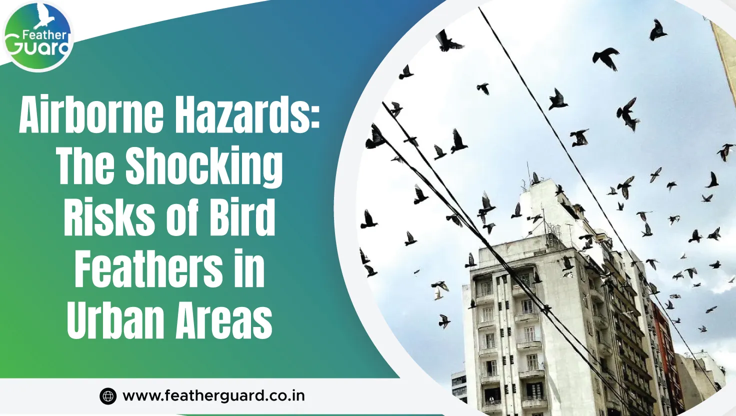 Airborne Hazards The Shocking Risks Of Bird Feathers In Urban Areas