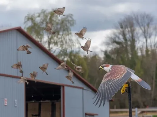 Best Bird Deterrent Devices For Farms And Warehouses 2