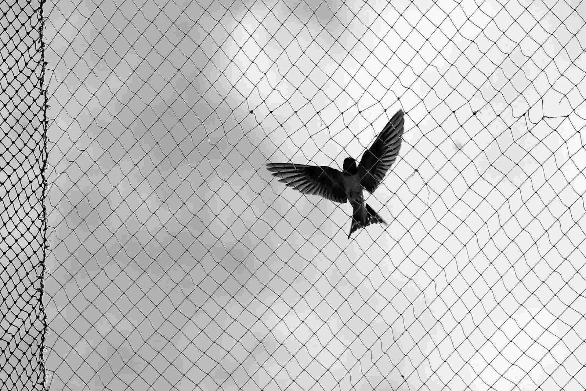 Best Quality Bird Safety Net For Effective Pigeon Control 2