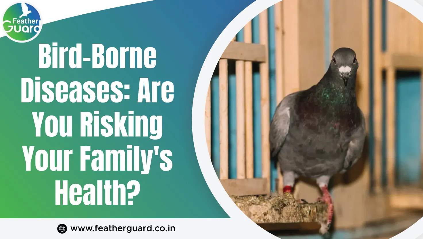 Bird Borne Diseases Are You Risking Your Familys Health