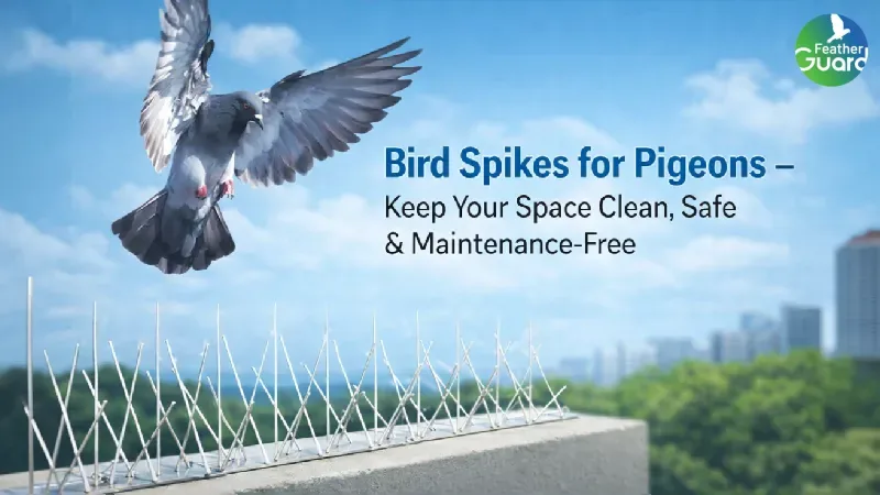 Bird Spikes for Pigeons – Keep Your Space Clean, Safe & Maintenance-Free
