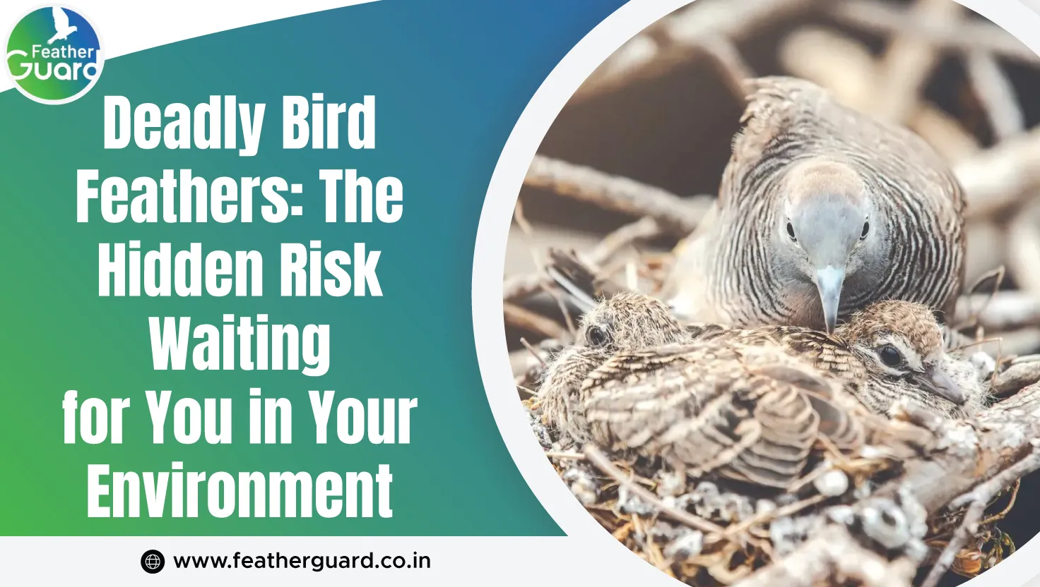 Deadly Bird Feathers The Hidden Risk Waiting For You In Your Environment