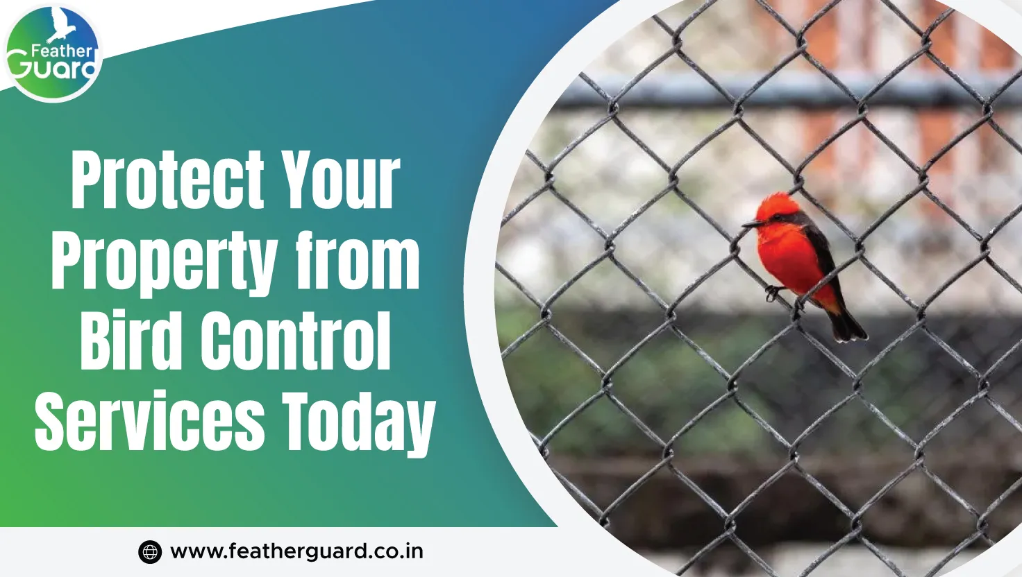 Dont Wait For Disaster Protect Your Property From Bird Control Services Today
