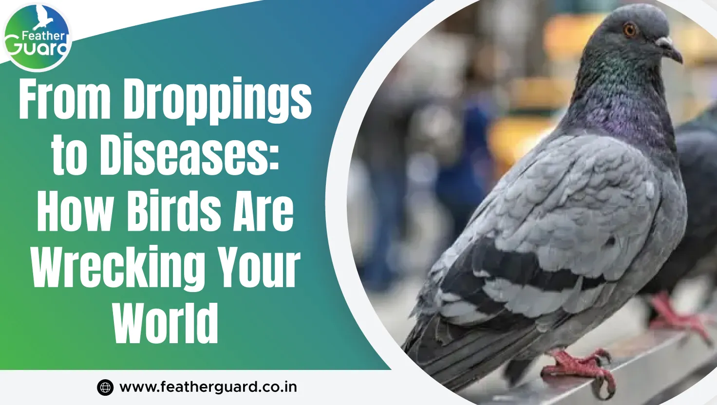 From Droppings To Diseases How Birds Are Wrecking Your World