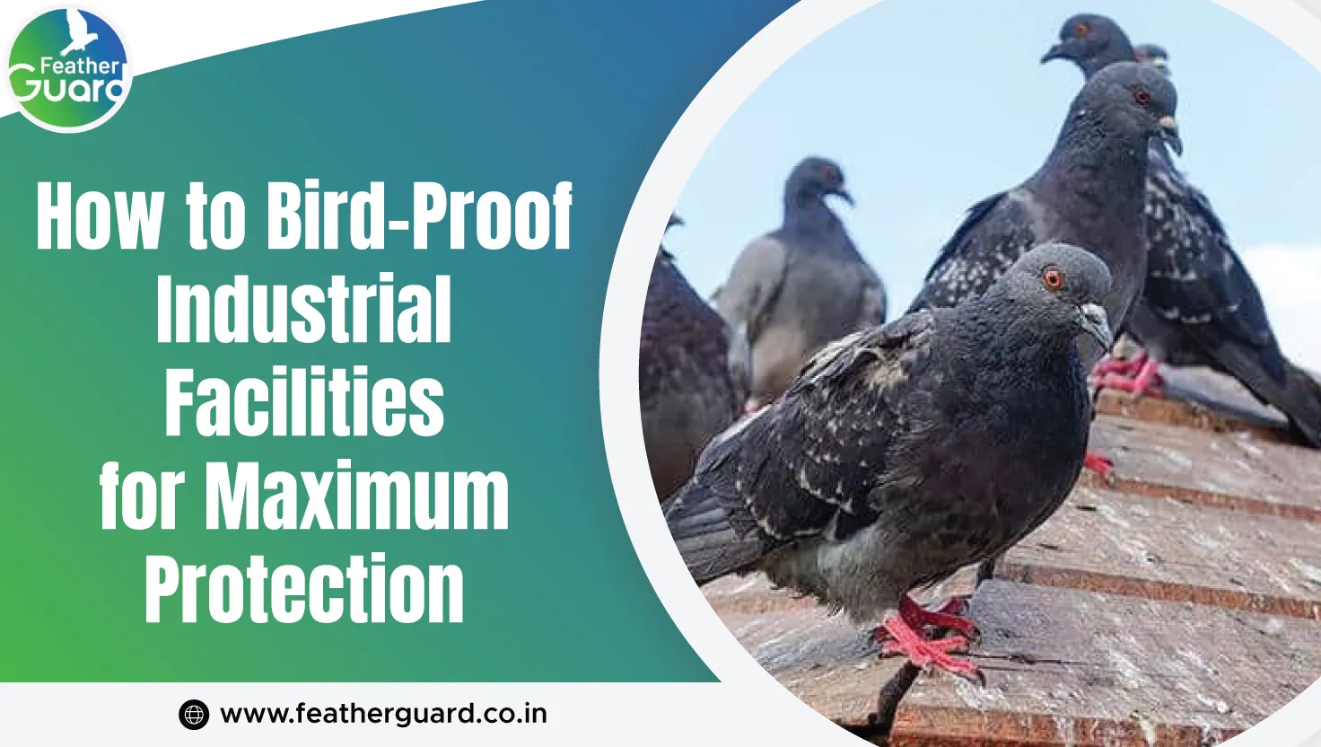 How To Bird Proof Industrial Facilities For Maximum Protection