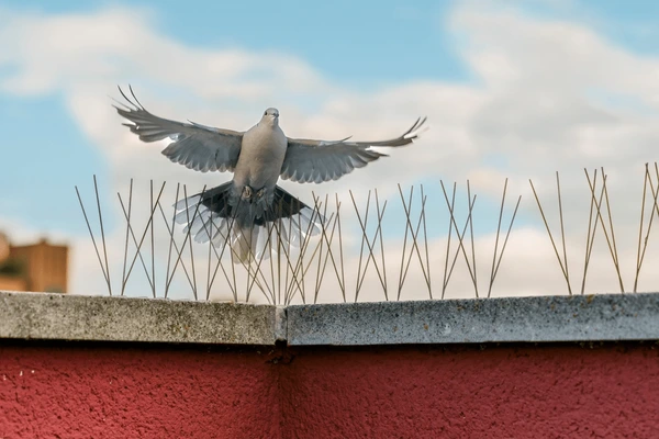 How To Use Bird Spikes