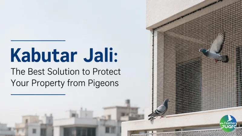 Kabutar Jali: The Best Solution to Protect Your Property from Pigeons