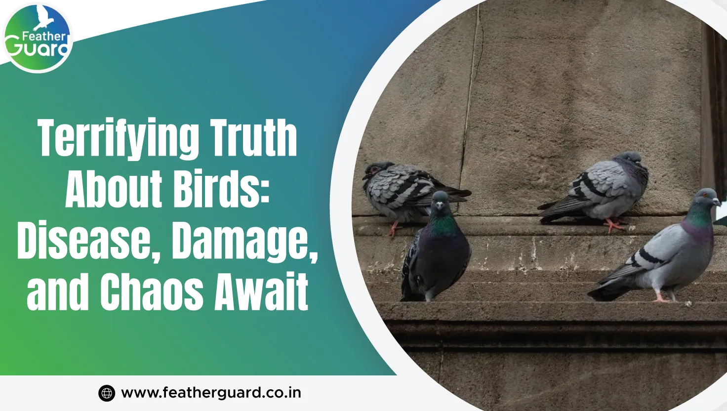 Terrifying Truth About Birds Disease Damage And Chaos Await