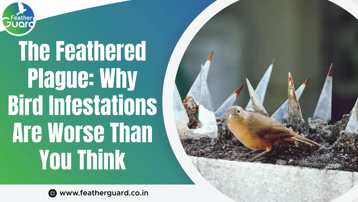 The Feathered Plague Why Bird Infestations Are Worse Than You Think