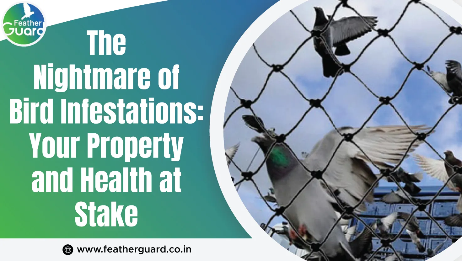 The Nightmare Of Bird Infestations Your Property And Health At Stake