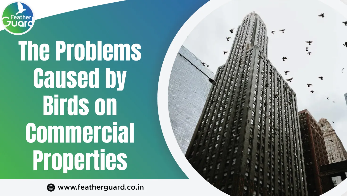 The Problems Caused By Birds On Commercial Properties