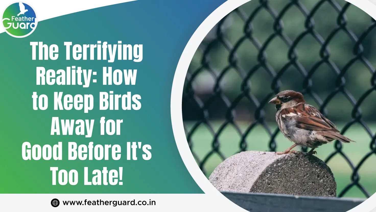 The Terrifying Reality How To Keep Birds Away For Good Before Its Too Late