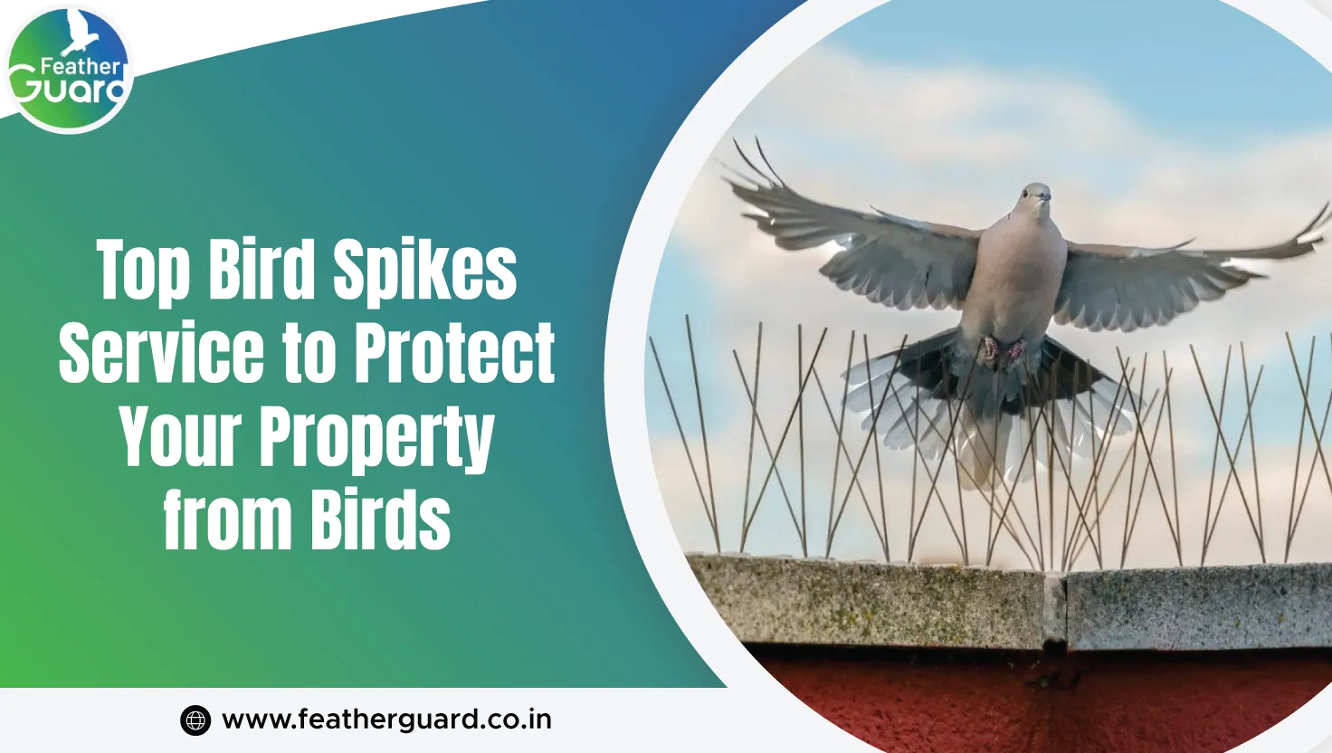 Top Bird Spikes Service To Protect Your Property From Birds