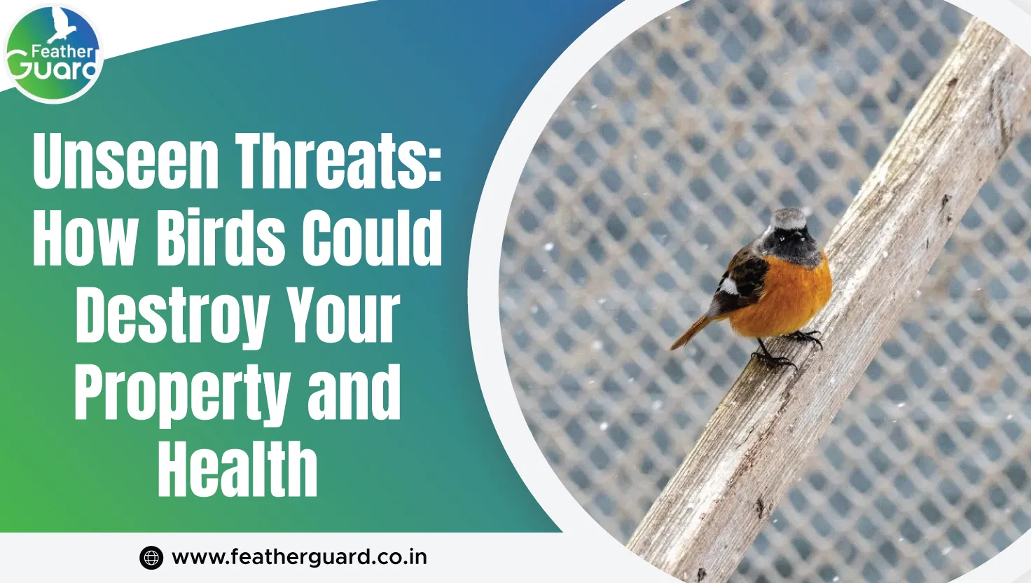 Unseen Threats How Birds Could Destroy Your Property And Health