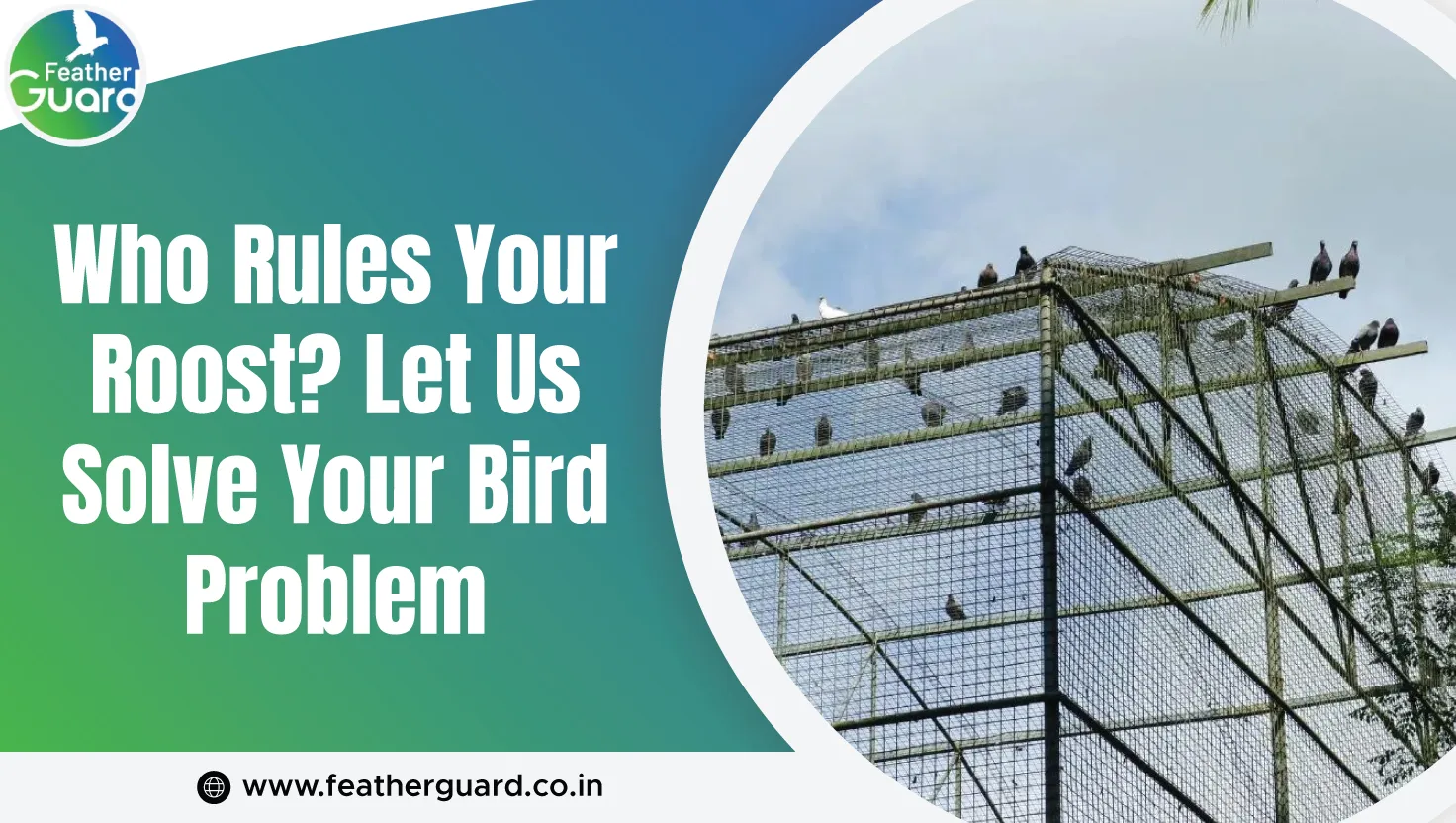 Who Rules Your Roost Let Us Solve Your Bird Problem