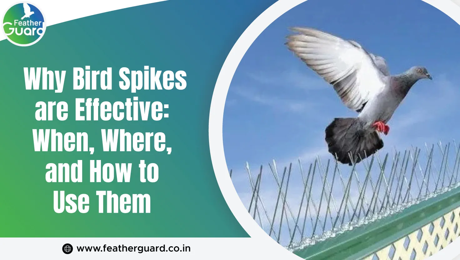 Why Bird Spikes Are Effective When Where And How To Use Them