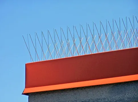 Why Bird Spikes Work When Where How To Use Them 2