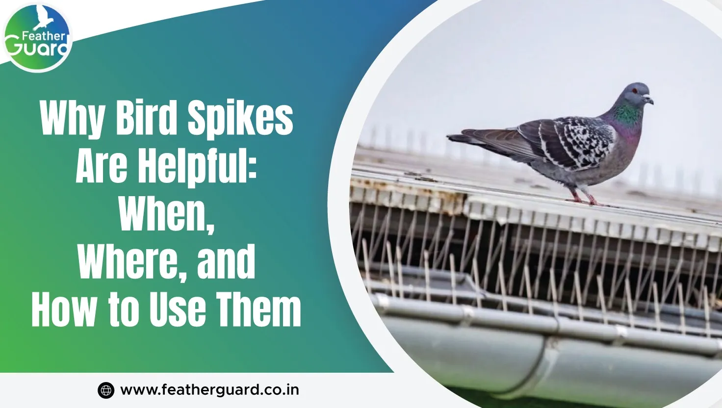 Why Bird Spikes Work When Where How To Use Them