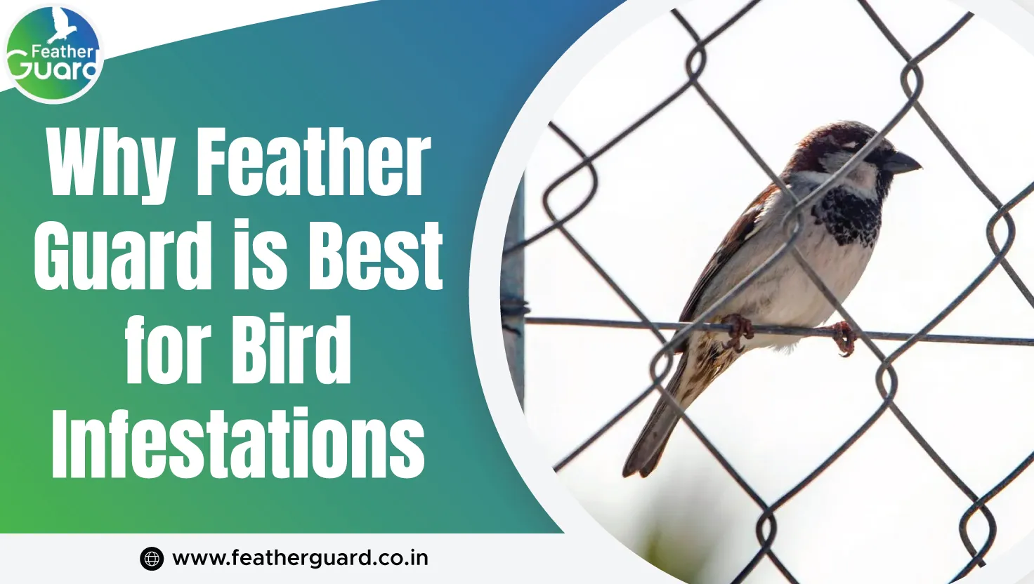 Why Feather Guard Is Best For Bird Infestations