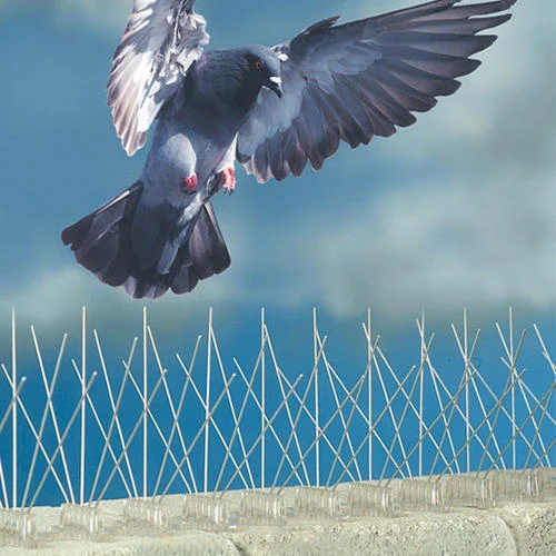 Stainless steel bird spikes on building parapet